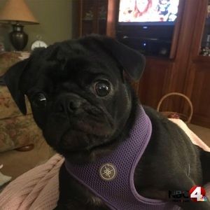 Meet your Posher, Donna